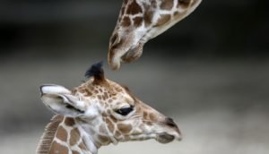 An unnamed new born male giraffe (L) is seen with his half-brother Dave at the Brookfield Zoo near Chicago, Illinois, July 3, 2013. The calf was born on June 21, and is the 59th giraffe born at the zoo. REUTERS/Jim Young  (UNITED STATES - Tags: ANIMALS) - RTX11BPA