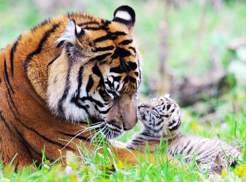 29 июля – Международный день тигра