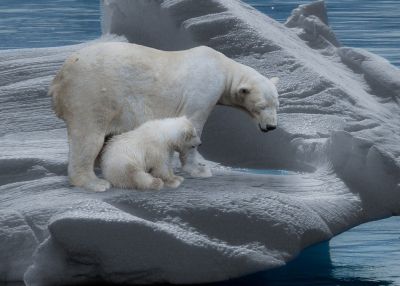 27 февраля — Международный день полярного медведя